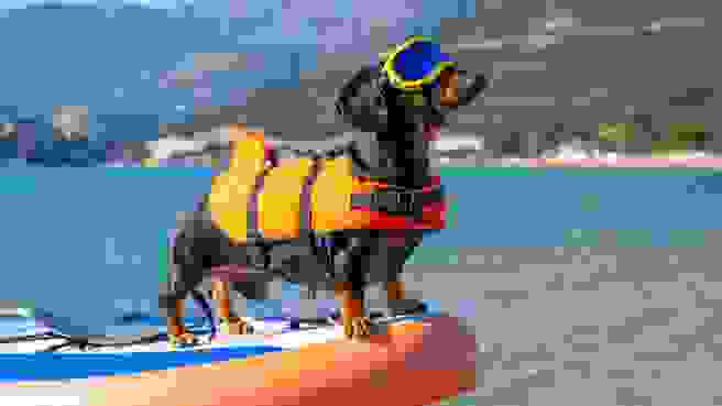 Dachshund wearing sunglasses and a lifejacket on the front of a boat