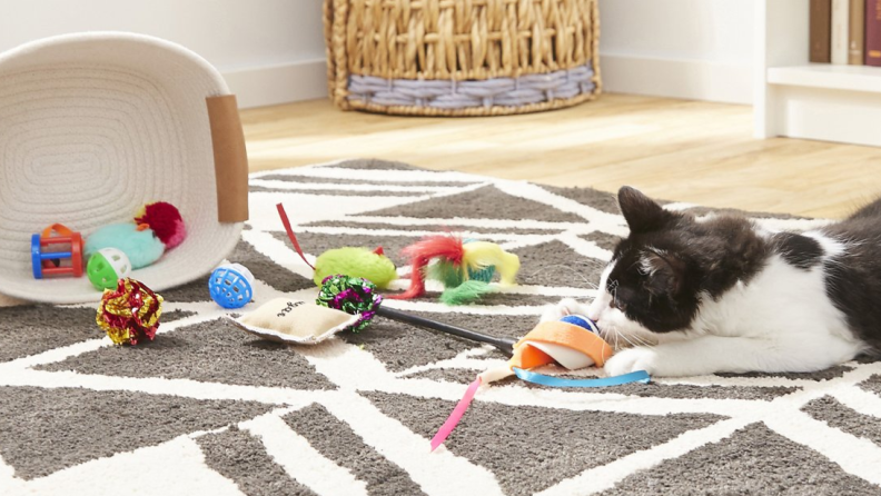 This cat toy variety pack is sure to keep your feline foster entertained.