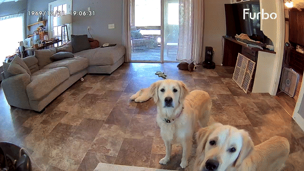 A GIF file showing the live feed of the Furbo cam dispensing treats to two Golden Retrievers.