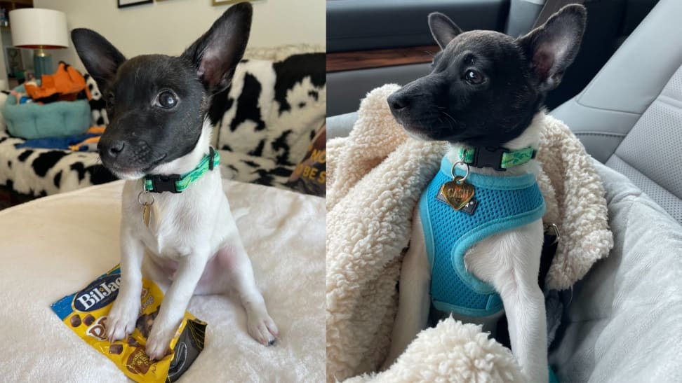 Left: Cash with his favorite treats; Right: Cash in his carseat