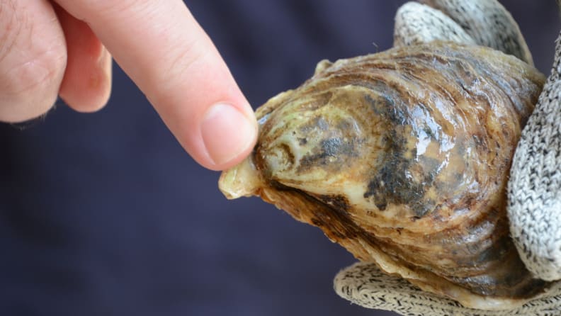 A person is pointing to the hinge of an oyster.