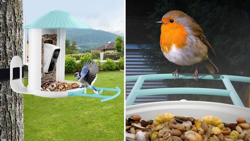 A collage with a Netvue smart bird feeder and a bird sitting on it.