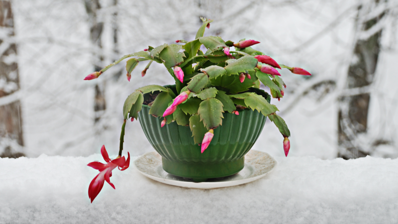 在雪的圣诞节仙人掌