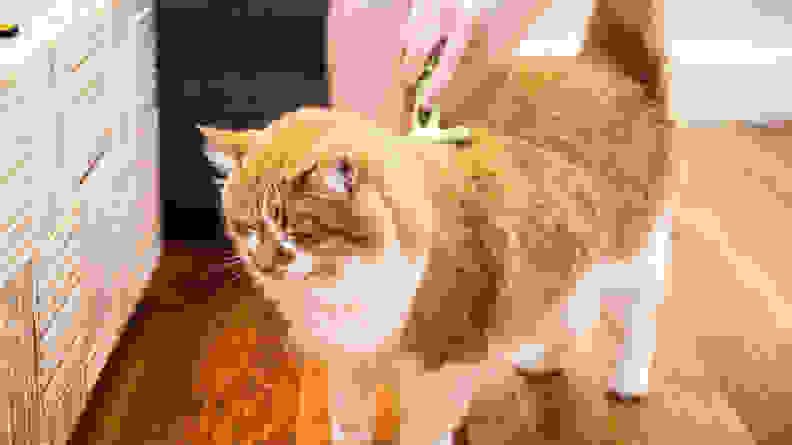 a person brushes an orange and white cat with the safari undercoat rake