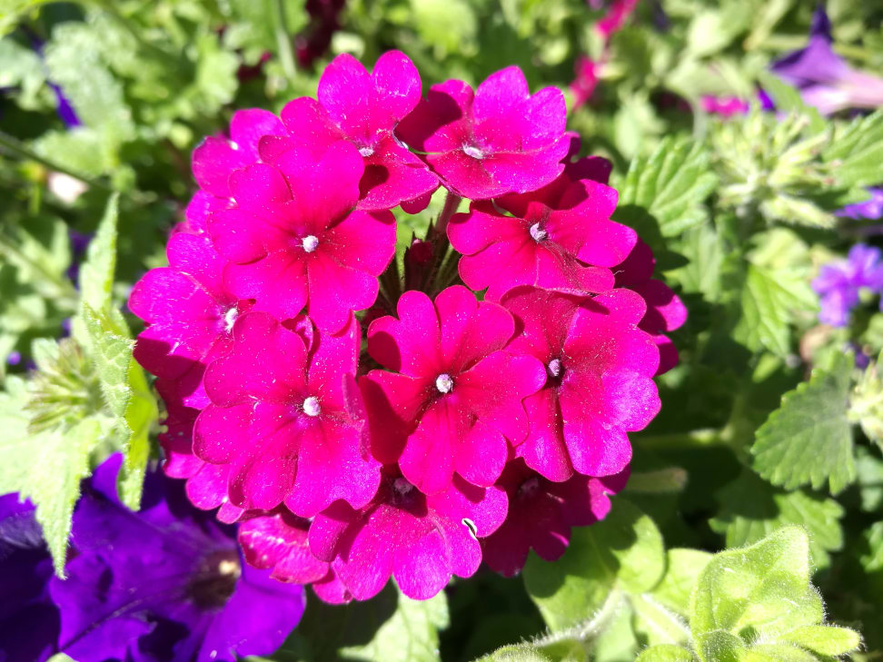 Huawei P9 Sample Photo 1