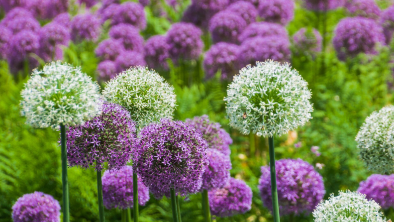 Giant Alliums