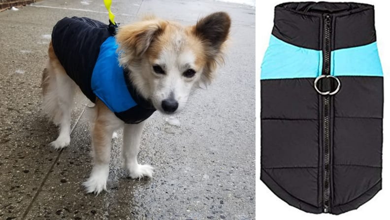 kolodo dog jacket