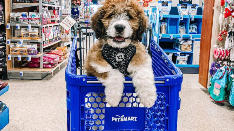 Dog in a petsmart buggie