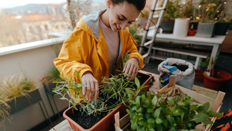 Container gardening on a balcony