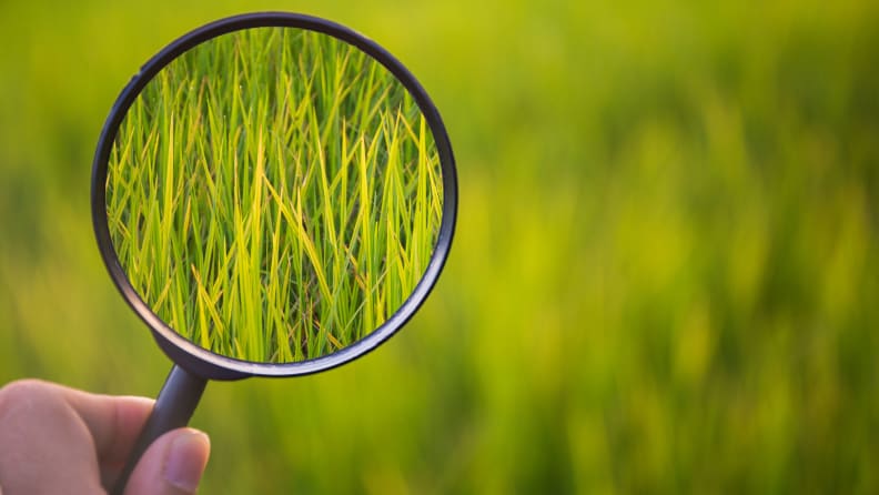 Someone holding a magnifying glass up to a lawn.