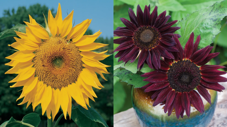 On left, yellow mammoth sunflower outdoors. On right, two burgundy sunflowers in ceramic pot.