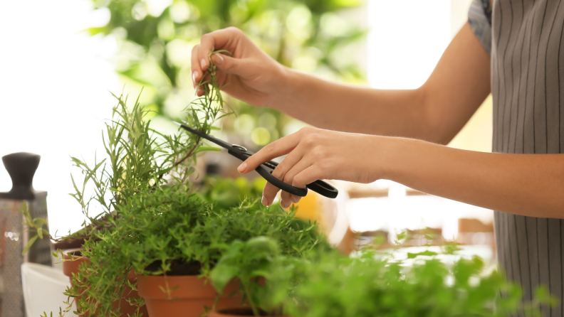 clipping or pruning fresh herbs is easy