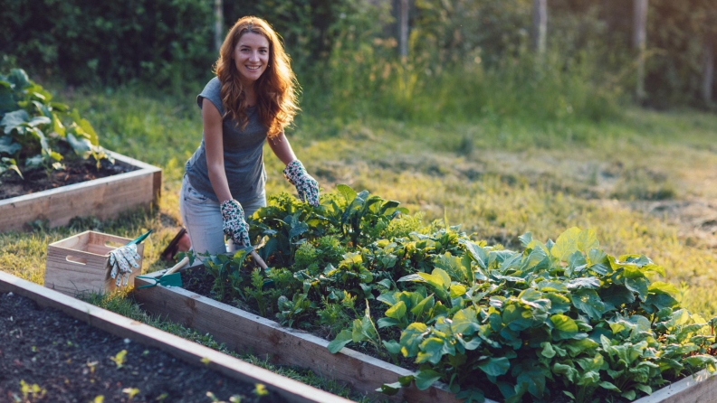 Woman planting vegetables in raised garden bed