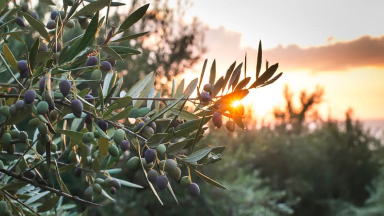 Best Olive Oil - Trees