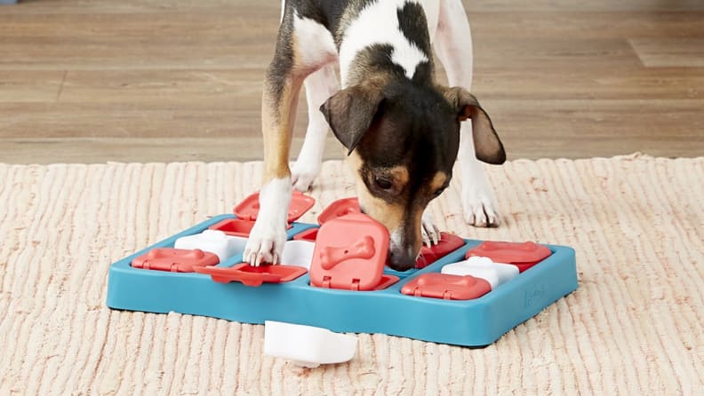 The 18 best dog gifts and cat gifts to get at Chewy - Reviewed