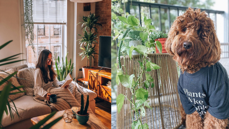 A woman in a room of plants and a dog in a tshirt.