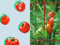 On left, red tomatoes. On left, growing tomatoes on vine within red, wire tomato cage.