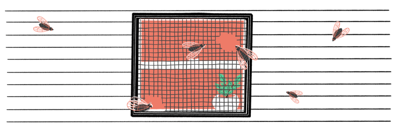 Illustration of cicadas crawling on screen window that has a hole in it