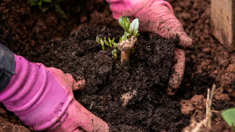 Hands with pink rubber gardening gloves planting sprouting flower in soil.