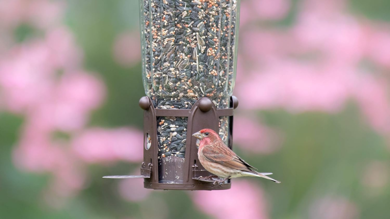 A red, brown, and white bird stands statuesque on one of the perches of the Perky-Pet 334-1SR Squirrel-Be-Gone Max Large Wild Bird Feeder.
