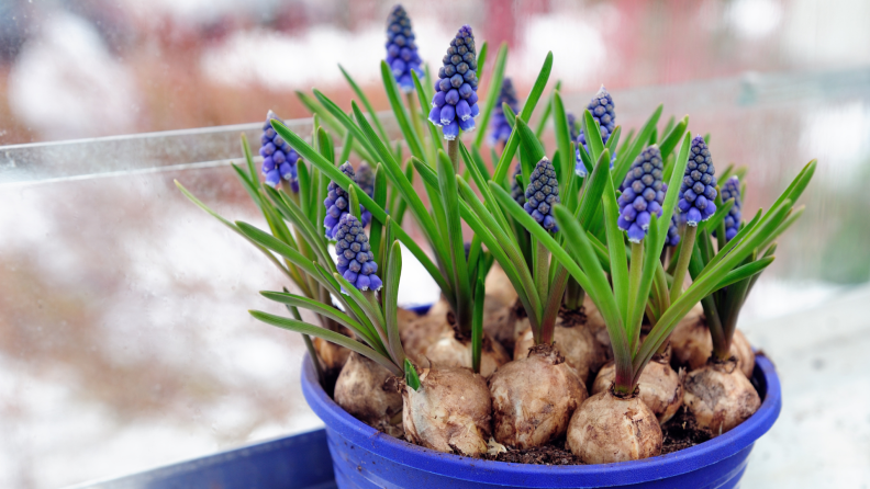 Hyacinths growing in a flower pot