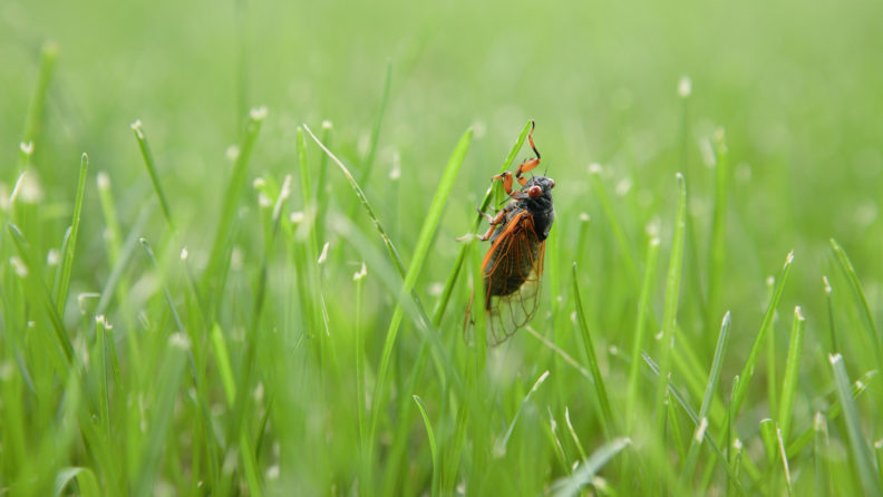 A cicada insect holds onto a single blade of grass in a lush green lawn.