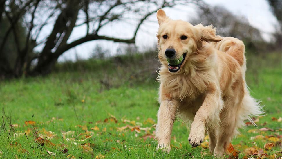 The latest tech for your pets