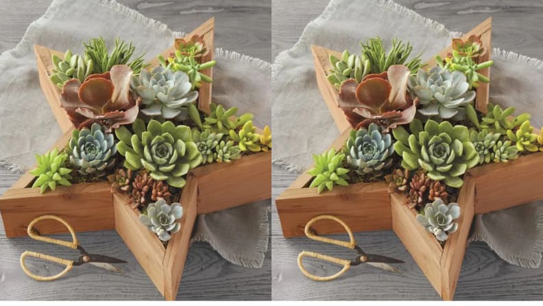 star shaped succulent planter