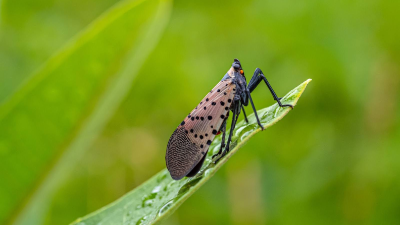 A spotted lanternfly adult sits on a wet plant frond.