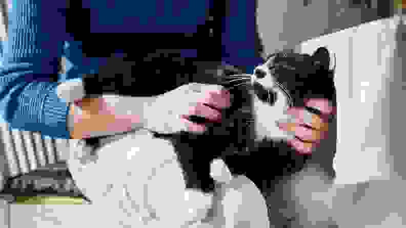 Cat is being pet while sitting in man's lap