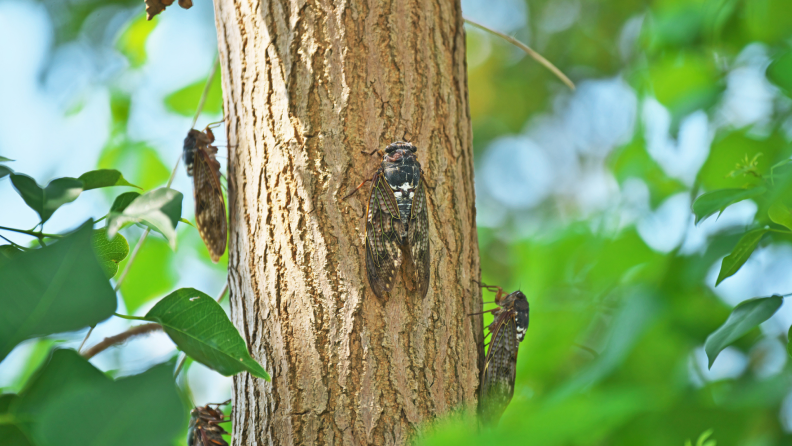 Three cicadas hold onto the trunk of a tree, surrounded by leaves.