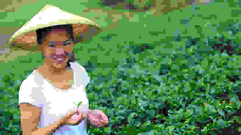 A tea worker working in the field.