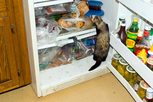 ferretfridge.jpg