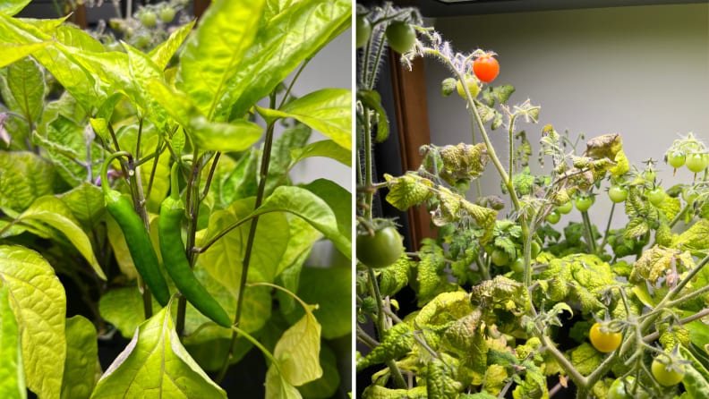 Gochujang peppers and baby Siam tomatoes growing in the Rise Garden.