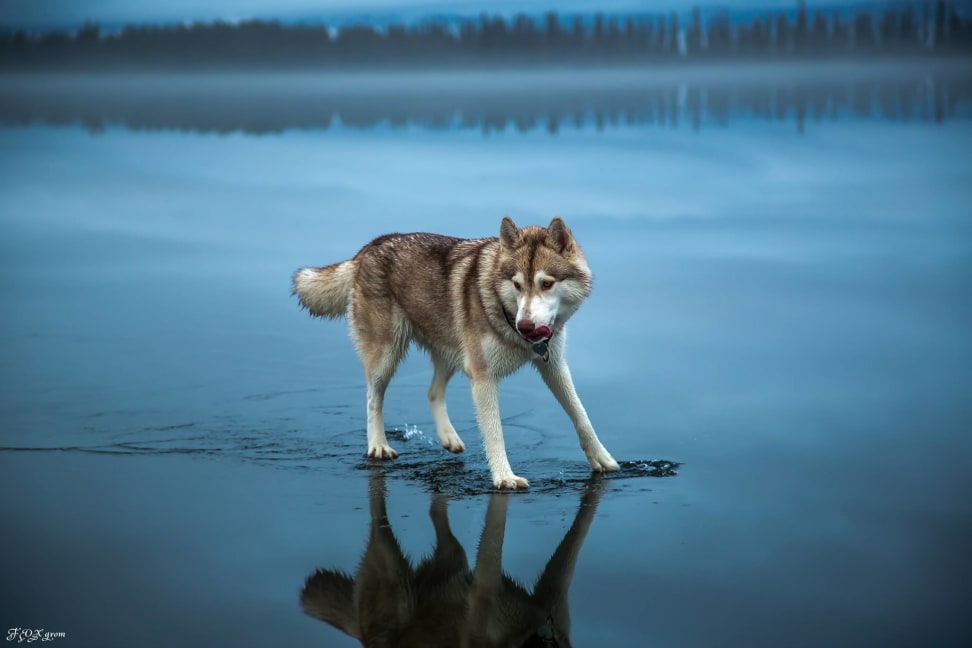 Huskies-Walking-On-Water-8.jpg
