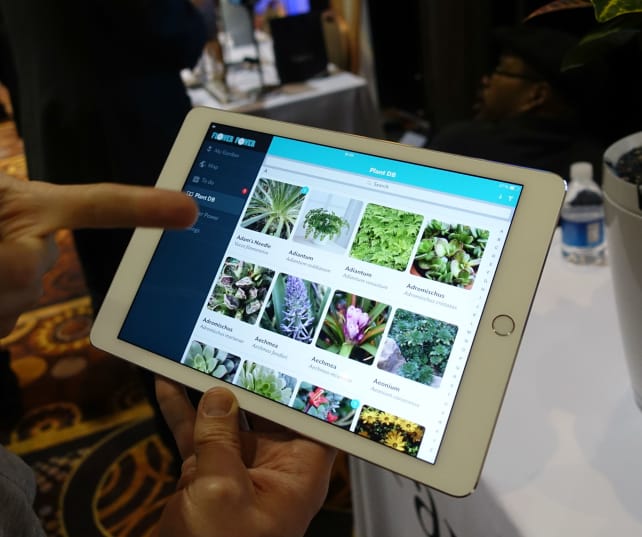 parrot ipad.jpg