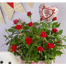 Product image of 1-800 Flowers Bundle of Love Rose Plant