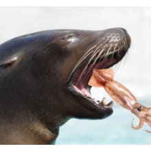 Product image of Feed Your Ex to a Sea Lion