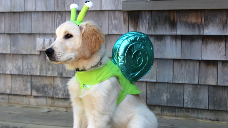 The best dog Halloween costumes from Chewy - Reviewed