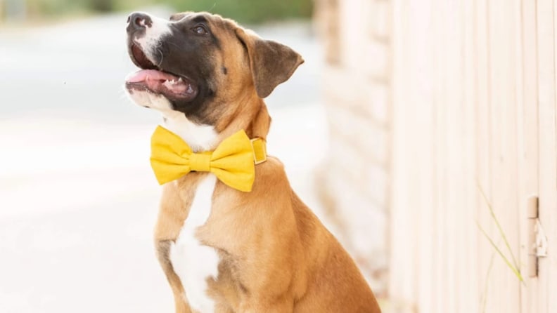 An image of a dog proudly wearing the Satsuma Bow Tie Collar in yellow.