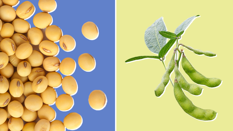 A pile of yellow soybeans next to a bundle of green soybeans on a green stem.