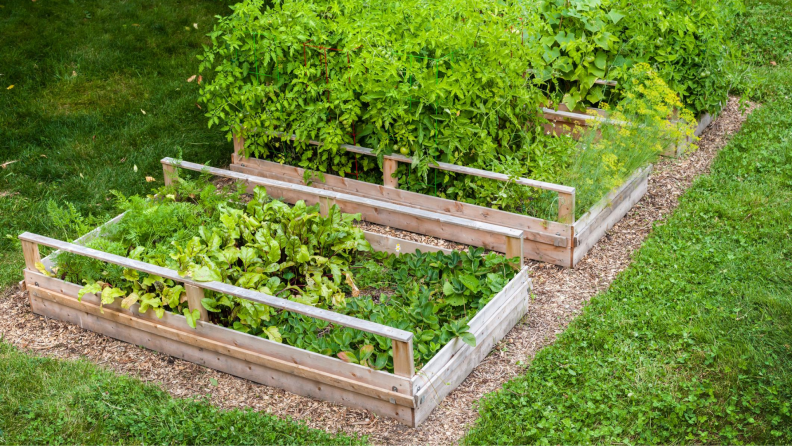 Raised garden beds in a yard