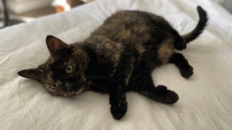 Cat laying on the Big Bedding