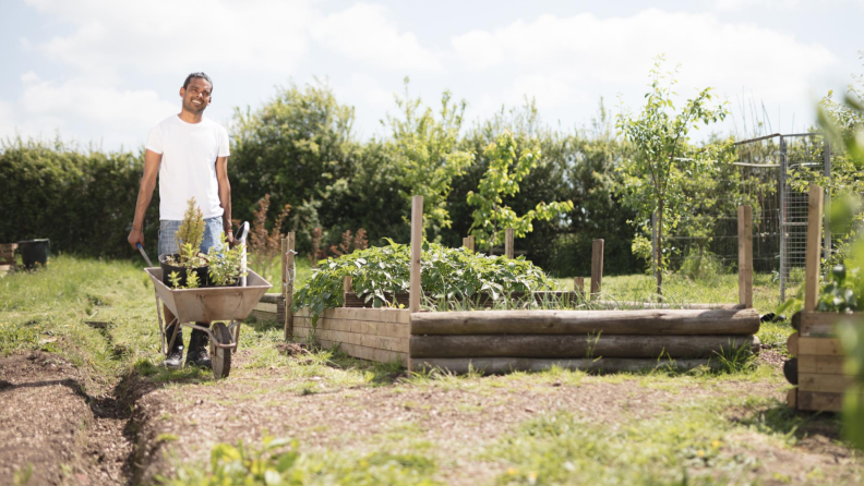 Man pushing wheelbarrow next to raised garden beds