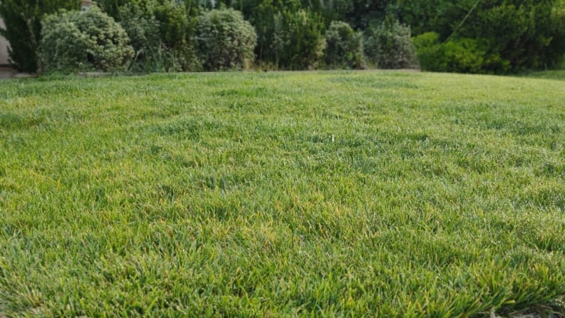 A green lawn