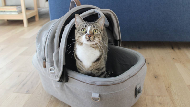The Tavo Maeve Pet Car Seat carrier with a gray cat inside.