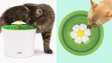 A collage with cats using the Catit Flower Fountain.