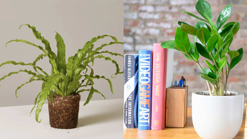 best gifts under $50
