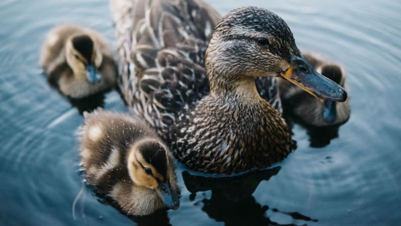 duckling/duck down