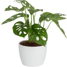 Product image of Costa Farms Little Monstera Plant